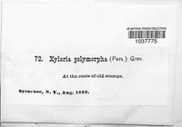 Xylaria polymorpha image